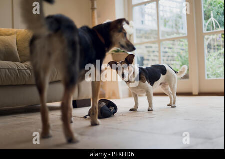 Petit Jack Russell Terrier à la recherche à plus grande chien près de bag Banque D'Images