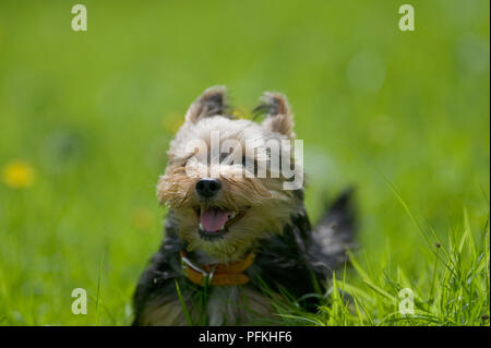 Yorkshire Terrier énergique qui traverse l'herbe haute Banque D'Images