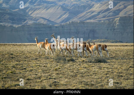 L'Argentine, Patagonie Désert, troupeau de guanaco (Lama guanicoe) Banque D'Images