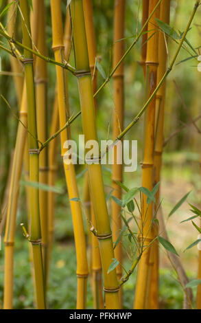 Phyllostachys aureosulcata bamboo grove (jaune), close-up d'un groupe de tiges Banque D'Images