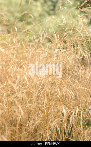 Deschampsia cespitosa 'Goldtau' (Tussock grass), gold coloured grass, close-up Banque D'Images