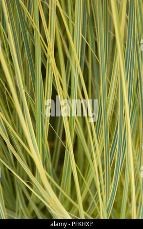 Miscanthus sinensis 'Morning Light' (japonais), herbe d'argent vert et jaune des feuilles, close-up Banque D'Images