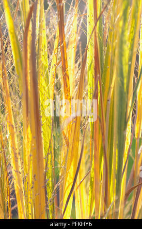 Le panic érigé (Panicum virgatum), avec la lumière du soleil qui brillait à travers les feuilles, close-up Banque D'Images