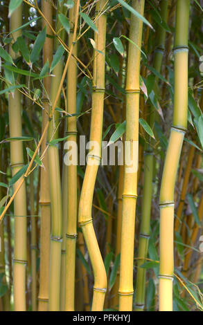 Fortes tiges de Phyllostachys aureosulcata aureocaulis. f (Golden-groove bambou) Banque D'Images