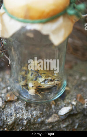 Frog emprisonné dans un bocal en verre, close-up Banque D'Images