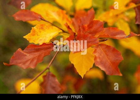 Les feuilles d'automne jaune et rouge, close-up Banque D'Images