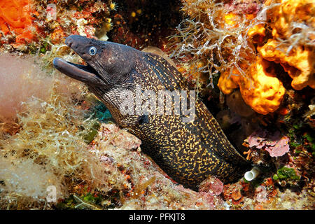 Mittelmeer-Muraene (Muraena helena), île de Zante, Grèce | Méditerranée moray (Muraena helena), l'île de Zakynthos, Grèce Banque D'Images