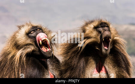 Les babouins Gelada baring teeth dans le (du Simien) Semien Mountains National Park, l'Éthiopie, l'Afrique Banque D'Images