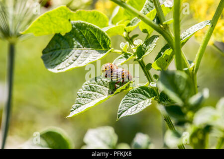 Une image de deux coléoptères Colorado assis sur une feuille de pomme de terre verte Banque D'Images