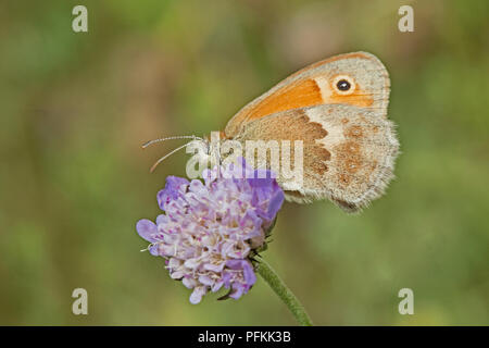Petit mâle Heath (Coenonympha pamphilus) se nourrit de petits scabious Banque D'Images
