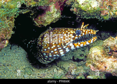 Drachenmuraene (Enchelycore pardalis) im Korallenriff, Hawai | murène léopard ou Dragon la murène (Enchelycore pardalis), New York au coral reef Banque D'Images