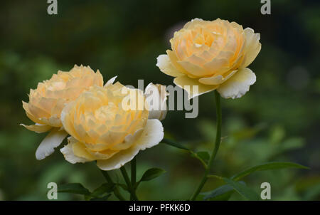 Trois magnifiques roses jaunes en pleine floraison Banque D'Images