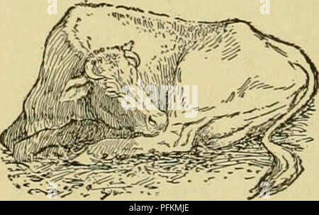 . Cyclopedia des animaux de ferme. Les animaux et produits du règne animal. 324 Bovins Bovins pour voir que les tétines sont secs avant de tourner l'animal hors de l'étable par temps humide. Bland onguent antiseptique, comme 10  % de l'onguent de calomel dans la vaseline, doit être appliqué après la traite. Yellow Oxide de mercure dans un 5  % pommade est également bon. Le soin doit être exercé pour empêcher la contamination du lait avec ces onguents. En très mauvais cas, le lait doit être retirée pour quelques traites avec le tube- traire, accompagné par le massage de la mamelle. Il est impératif que la fin de la t Banque D'Images