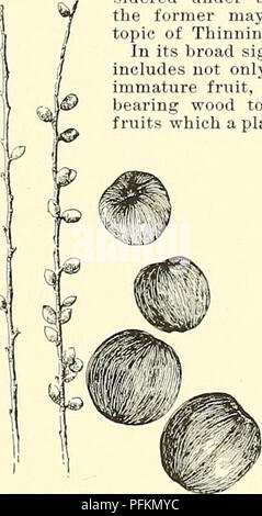 Ce guide complet de l'horticulture américaine comprend des techniques de culture pour un large éventail de plantes, des fruits aux espèces ornementales. Il fournit également des renseignements géographiques et biographiques pertinents aux origines des plantes, ce qui améliore la compréhension de la diversité végétale et des pratiques culturales en Amérique du Nord. Banque D'Images