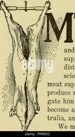 . Cyclopedia des animaux de ferme. Les animaux et produits du règne animal. Fig. 275. L'article par Cooper gravité-système de réfrigération pour saumure creamery. construction d'une chambre froide. La salle devrait être construit d'une telle taille que de fournir la capacité de stockage maximum, estimé par les produits à acheter à partir de la communauté. La littérature. Les références suivantes devraient être consultés : Seibel, compend du froid ; Cooper, cal- Pratique de stockage à froid. [Voir pp. 265-270, Tome I] CHAPITRE IX VIANDES ET PRODUITS CONNEXES par W. D. HOARD SAT-PRODUCTION EST SUR LE POINT D' OBJET D'un grand changement en Ni Banque D'Images