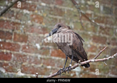 (Scopus umbretta Hamerkop) perching on branch Banque D'Images