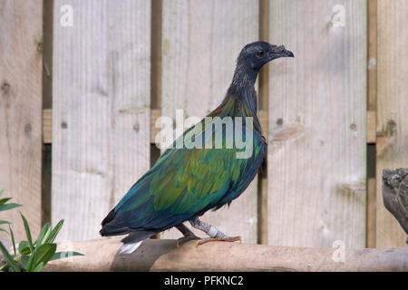 Pigeon Nicobar (Caloenas nicobarica) sur une branche, side view Banque D'Images