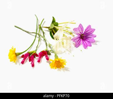 Divers Les fleurs coupées, les pissenlits jaunes, rose, sauge ananas, chèvrefeuille blanc et violet géranium Banque D'Images