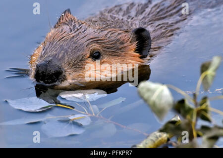 Un close up image of a wild castor (Castor canadensis) ; nager dans l'étang de castors à Maxwell Lake près de Hinton, Alberta, Canada Banque D'Images