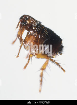 Brown Flea (Siphonaptera), close up Banque D'Images