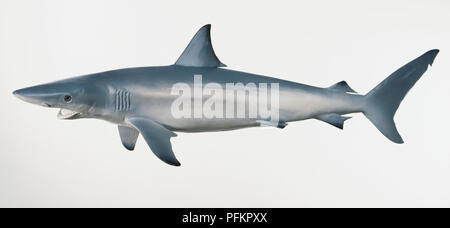 Modèle de Spinner Shark (Carcharhinus brevipinna), vue de côté. Banque D'Images