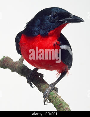 Vue latérale avant d'un mineur Crimson-breasted Gonolek percher sur une branche, avec la tête de profil, montrant le bec crochu, corps rouge et noir avec un plumage alaire blanche. Banque D'Images