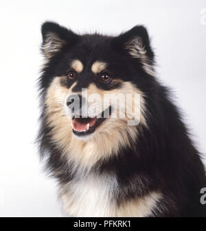 Finnish Lapphund, close-up Banque D'Images