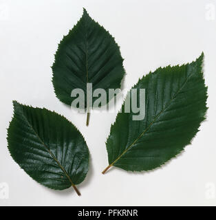 Feuilles ovales, vert profond de Betula utilis var. jacquemontii 'Silver Shadow', avec des marges dentées nettement et brucelles Banque D'Images