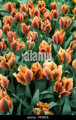 Feuilles et fleurs de Tulipa 'Artiste' (Tulip) Banque D'Images