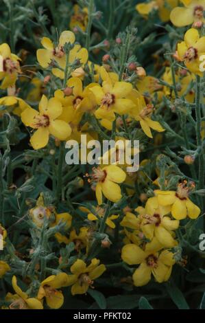 Fleurs jaunes de Verbascum 'Letitia' (Mullein), close-up Banque D'Images