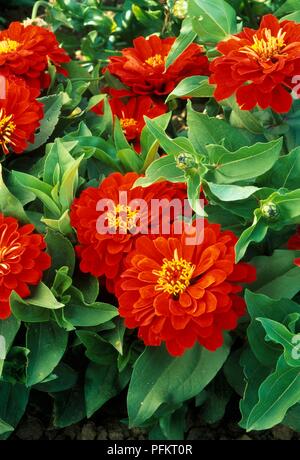 Zinnia elegans 'Dreamland série Dreamland Scarlet', les feuilles et les fleurs rouges Banque D'Images