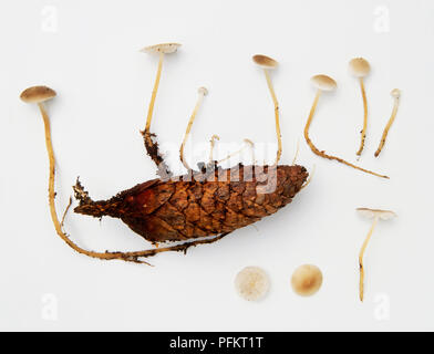 Strobilurus esculentus (Sprucecone toadstool), champignons, fruit d'pincecone en décomposition, avec vue sur cap et les branchies Banque D'Images