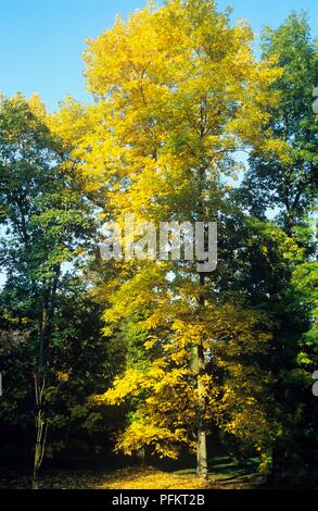 Carya cordiformis caryer cordiforme (jaune) avec le feuillage de l'automne Banque D'Images