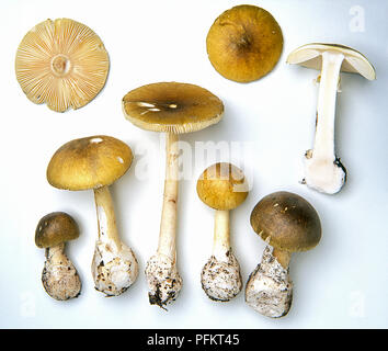 Exemples d'Amanita phalloides (cap) de la mort Banque D'Images