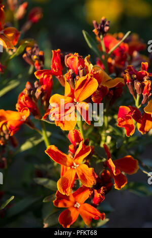 Fireking Cheiranthus Banque D'Images