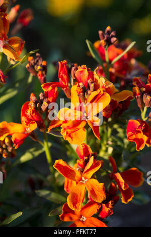 Fireking Cheiranthus Banque D'Images