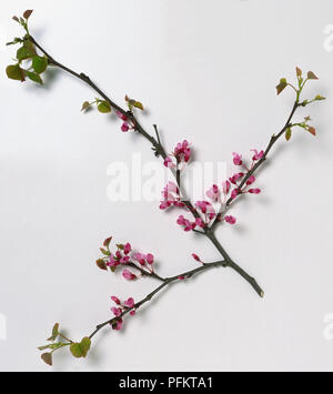 Leguminosae, Cercis canadensis, Rosebud, l'Est de la tige sombre avec les jeunes feuilles, et les petits pois, rose, fleurs en grappe le long de old tirer. Banque D'Images