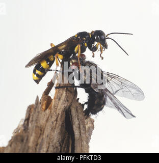 Domaine Digger Wasp (Mellinus arvensis) la capture de Fly, Close up Banque D'Images