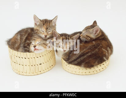 Panier avec un couvercle à proximité contenant deux chatons tabby dans chacune. Banque D'Images