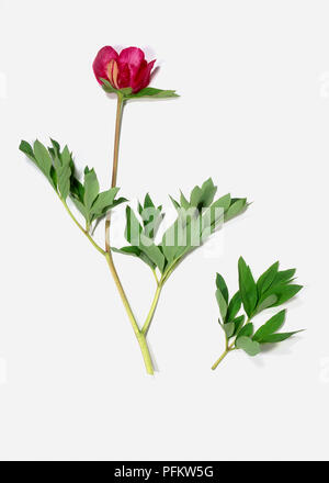 Fleur Rose, tige et feuilles d'pivoine (Paeonia officinalis) Banque D'Images