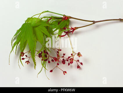 Aceraceae, Acer palmatum, érable japonais, avec l'extrémité des rameaux conique pointu, feuillage vert denté en flèche, et les grappes de petites fleurs rouge-pourpre sur tiges fines. Banque D'Images