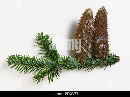 Les aiguilles vertes ou de feuillages ou de feuilles et de cônes femelles brown'sapin (Abies alba), de conifères. Banque D'Images