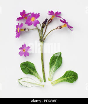 Primula farinosa, feuilles et rose flowerheads de l''Oiseau Primevère Laurentienne Banque D'Images