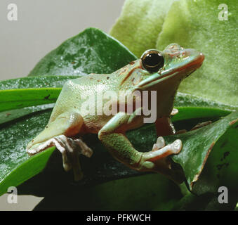 White's Tree Frog, moite peau brillante, de grands yeux, bouche large, long orteils, assis sur feuille, vue de côté. Banque D'Images