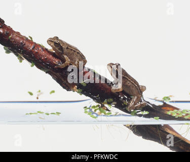 Étang de baignade et grenouille montrant voler sur la lutte contre les mauvaises herbes Banque D'Images