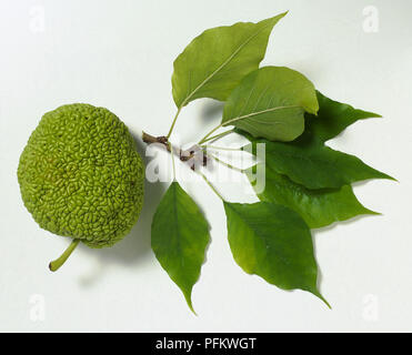 Tige de l'arbre avec des feuilles de Maclura pomifera Osage (orange) Banque D'Images
