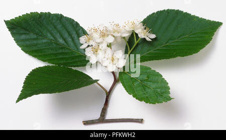 Rosaceae Sorbus, alnifola, Korean Mountain Ash, brun foncé, de l'extrémité des rameaux longs, ovales, dentées, feuilles et fleurs blanches en grappes. Banque D'Images