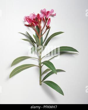 Fleurs de lauriers roses sur tige, close-up Banque D'Images