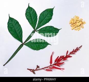 Quassia amara (quassia du Surinam), fleur, les feuilles et les copeaux de bois Banque D'Images