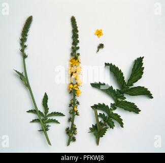 Agrimonia eupatoria (aigremoine), les feuilles et la racemes Banque D'Images